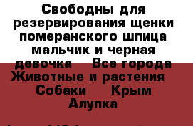 Свободны для резервирования щенки померанского шпица мальчик и черная девочка  - Все города Животные и растения » Собаки   . Крым,Алупка